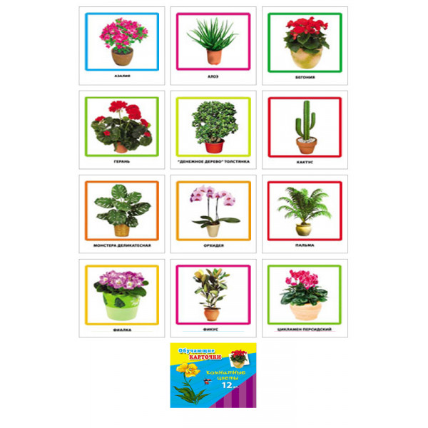 Обучающие карточки Проф-Пресс 5-14-0009 Комнатные цветы